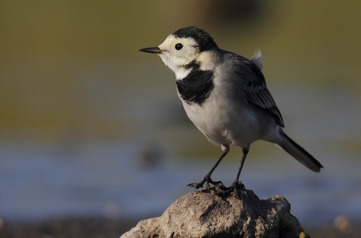 white wagtail