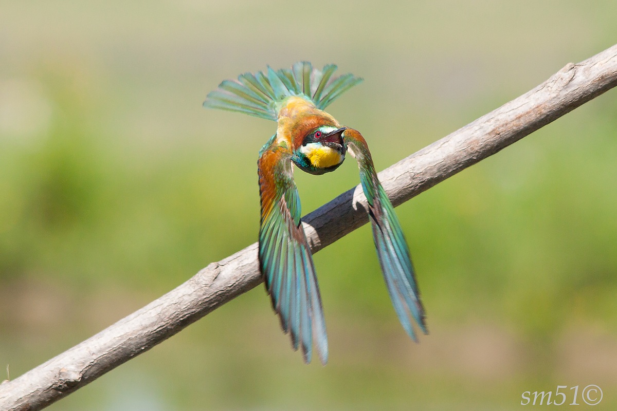 Bee-eater