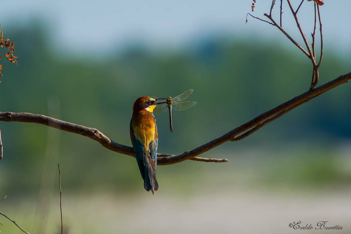 Bee-eater (Merops apiaster)
