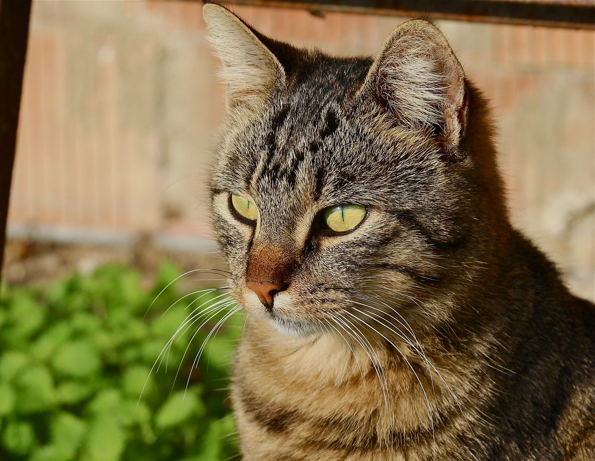il babbo del gatto di campagna
