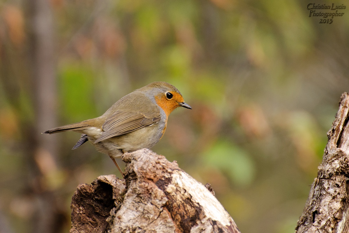 Redbreast