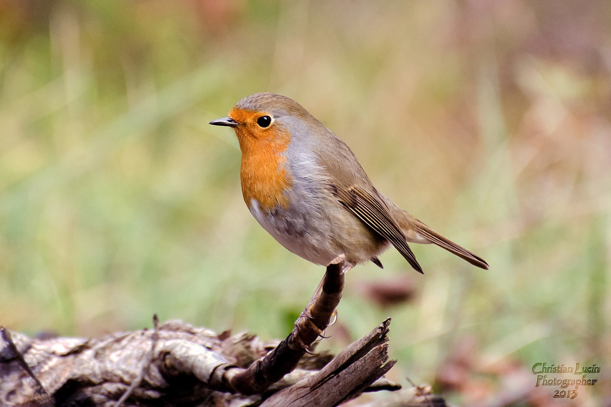 Redbreast
