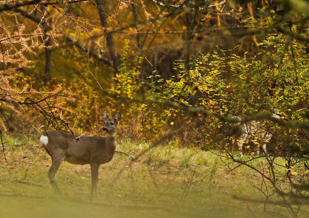in the woods .. and between autumn colors .. There she