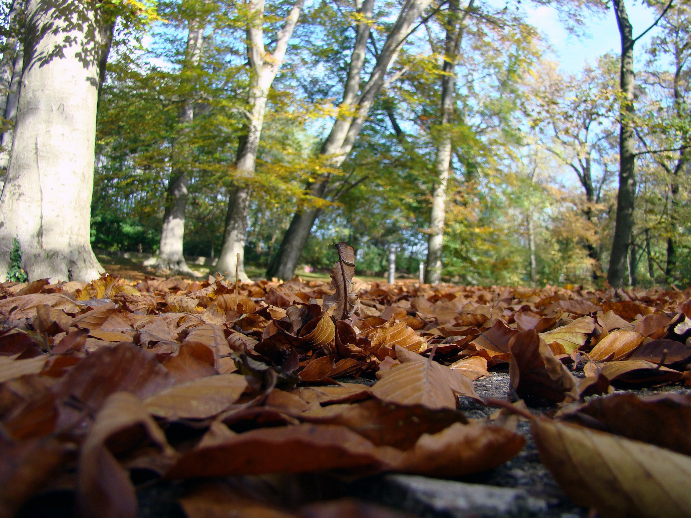 Comerio. Park Laugier. Carpet of leaves.