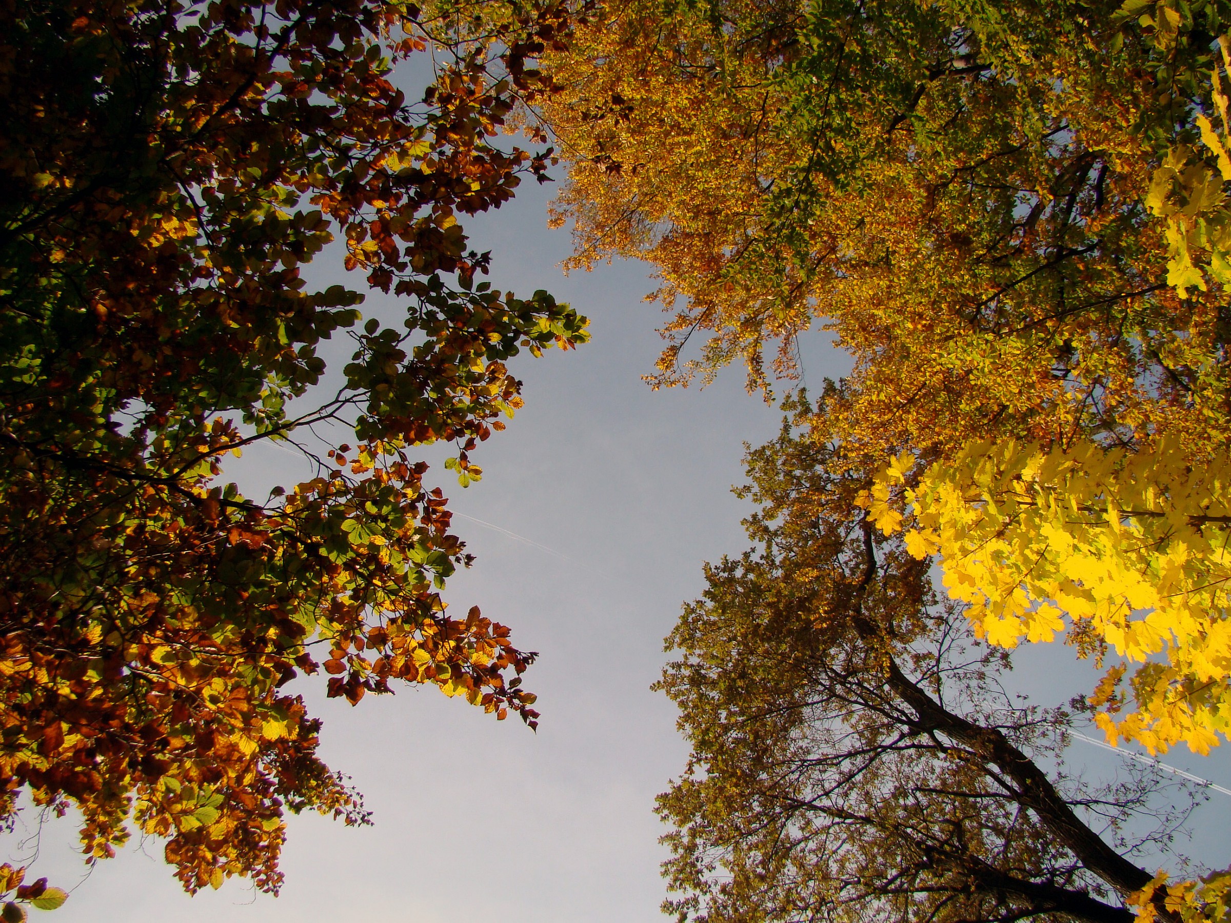 Comerio. Park Laugier. Shades.