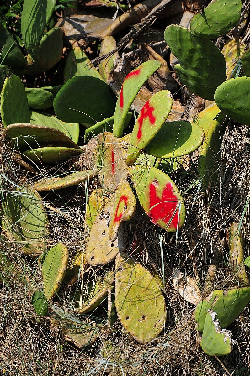 Insultate dall'amore