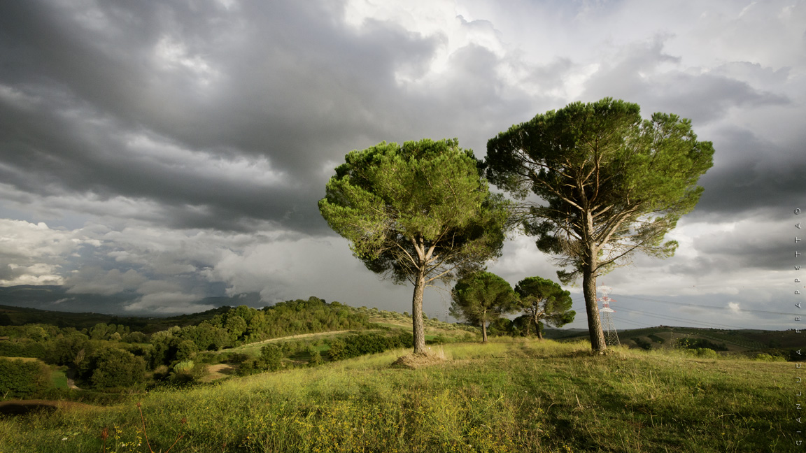 Two pine trees on the hill