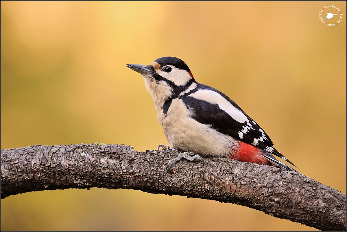 Nell'Oro del Mattino