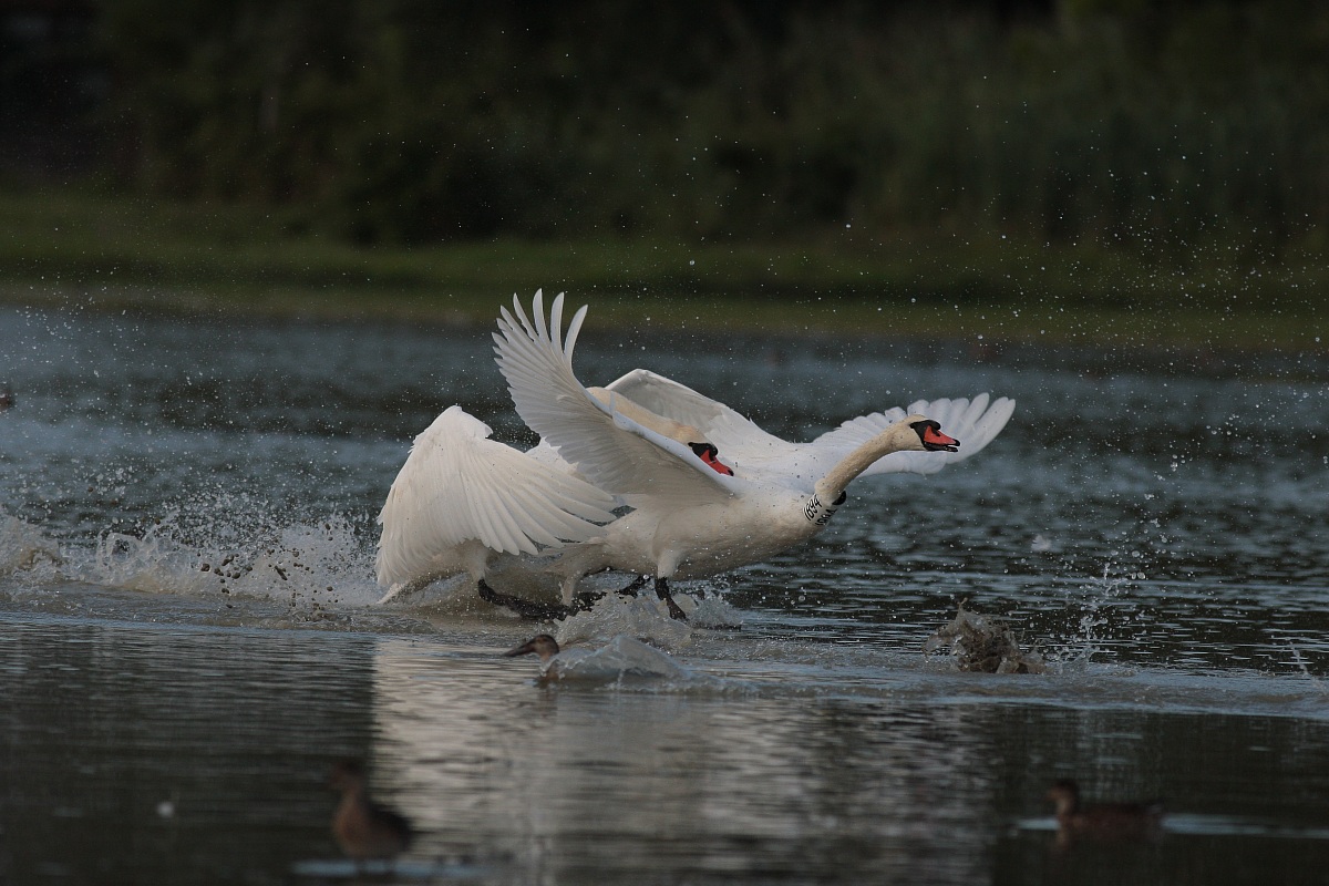 cigni in corteggiamento