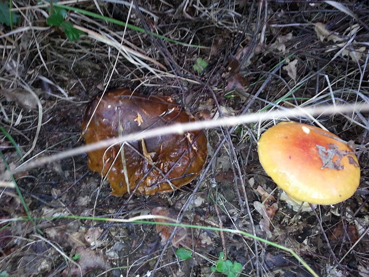 Rara coppia  porcino e cucco