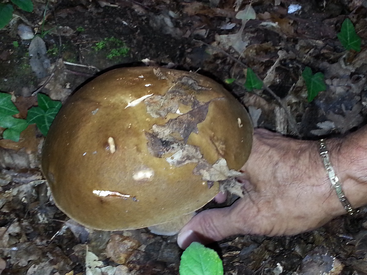 Fungo perfetto , così se ne trovano pochi