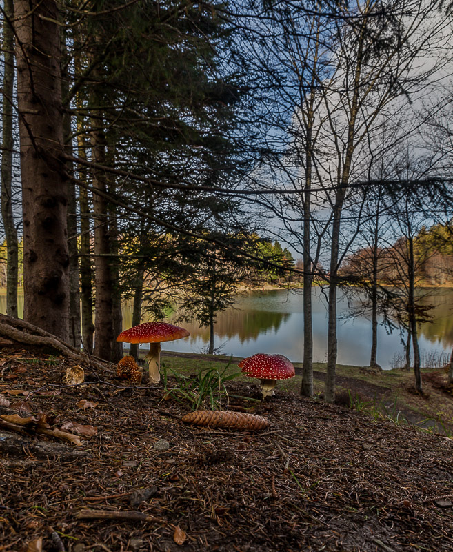 Sottobosco al lago Calamone