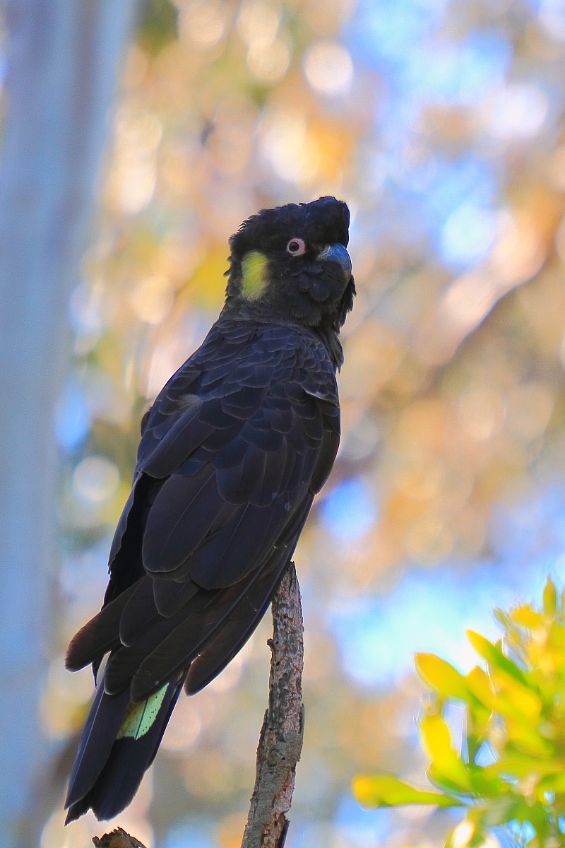 Yellow-tail Black Cockatoo