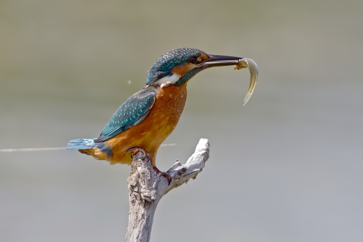 kingfisher