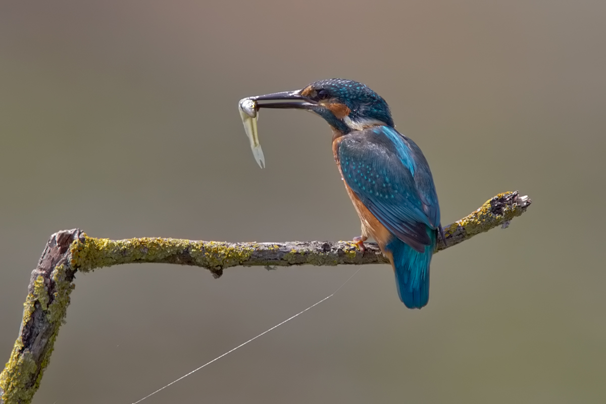 kingfisher