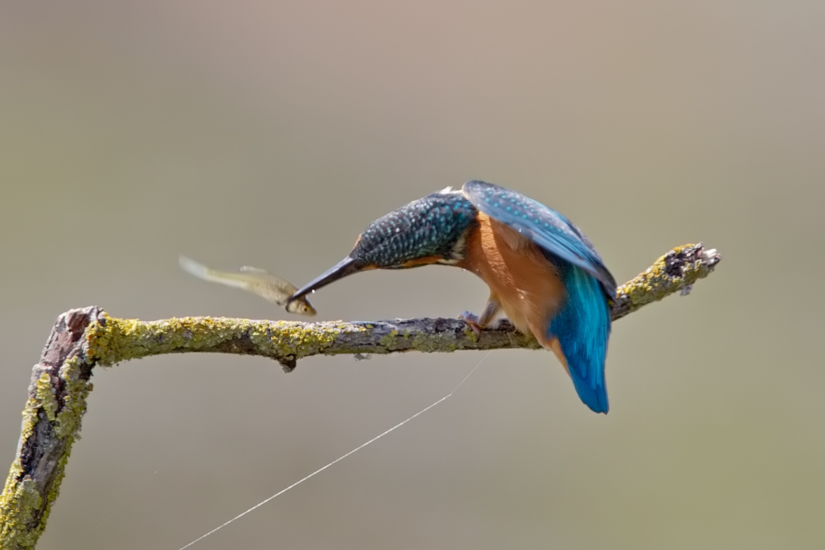 kingfisher