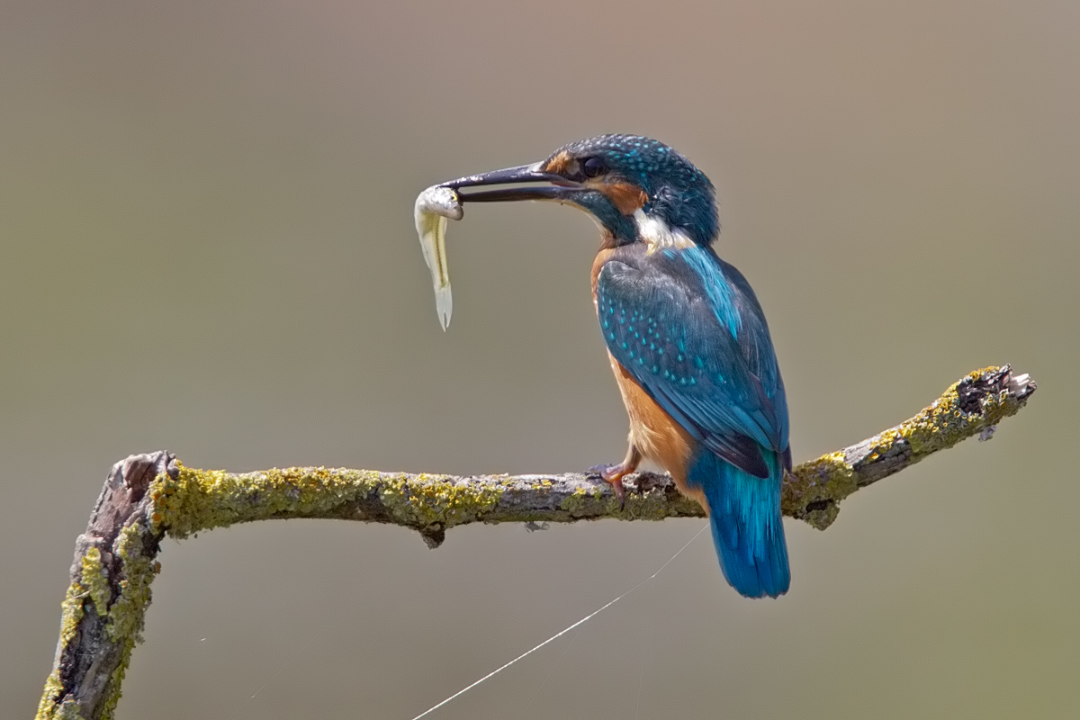 kingfisher