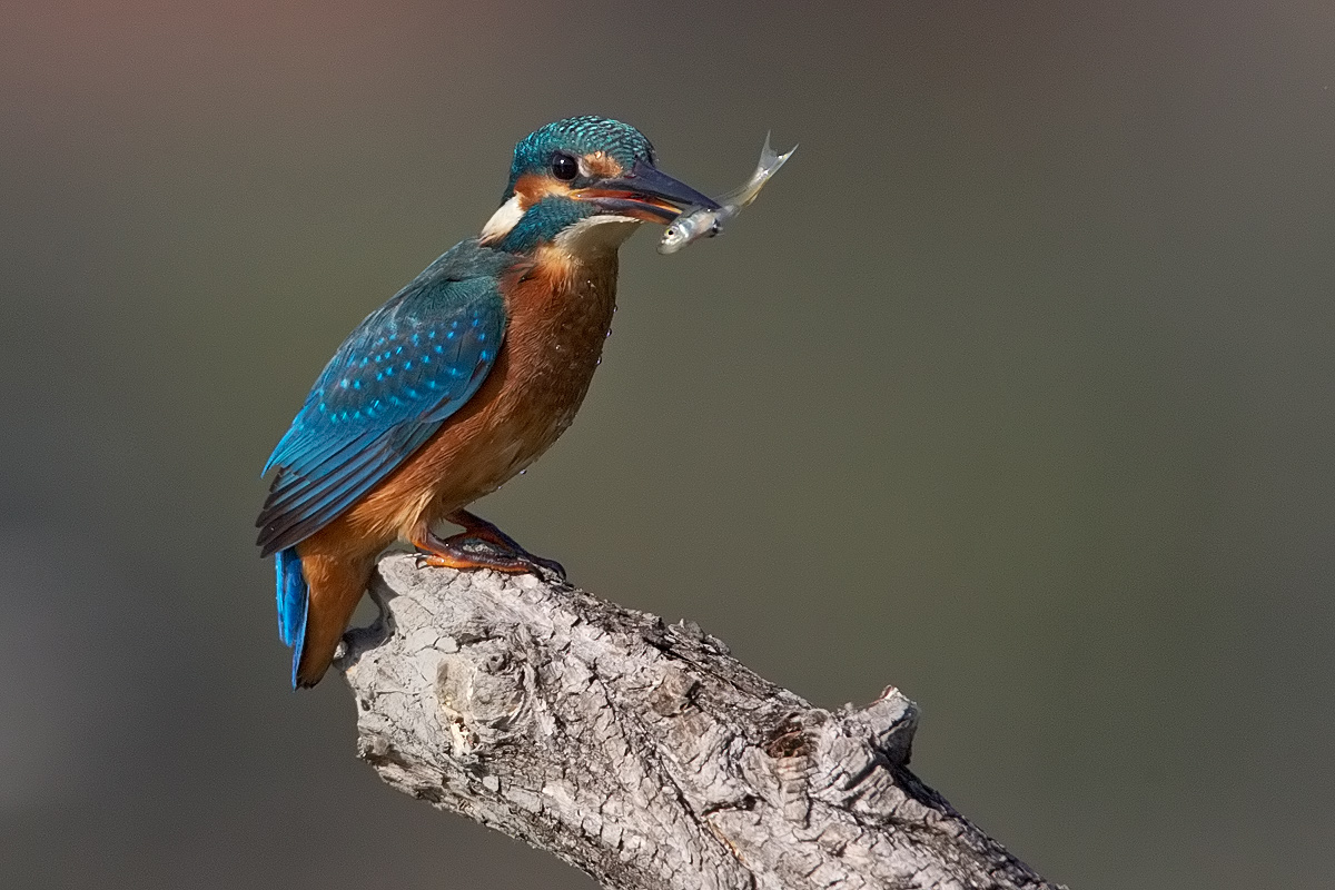 kingfisher
