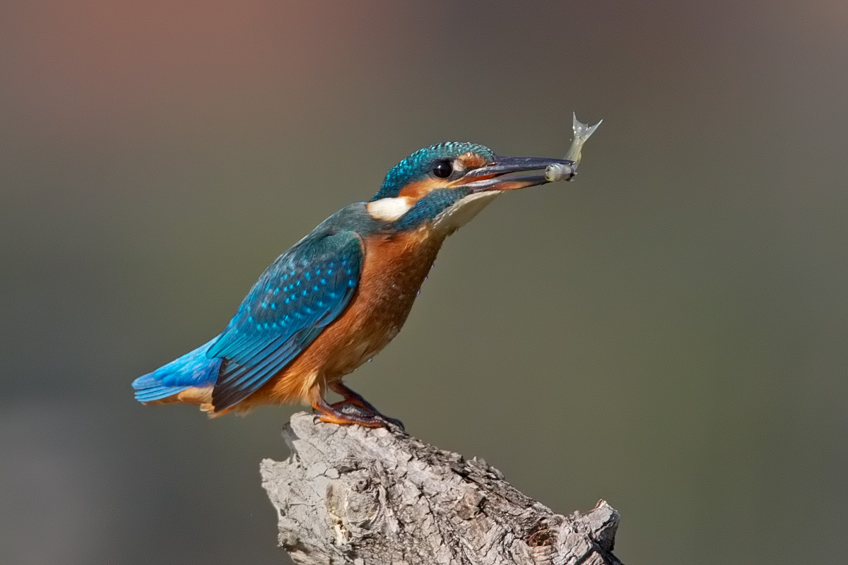 kingfisher
