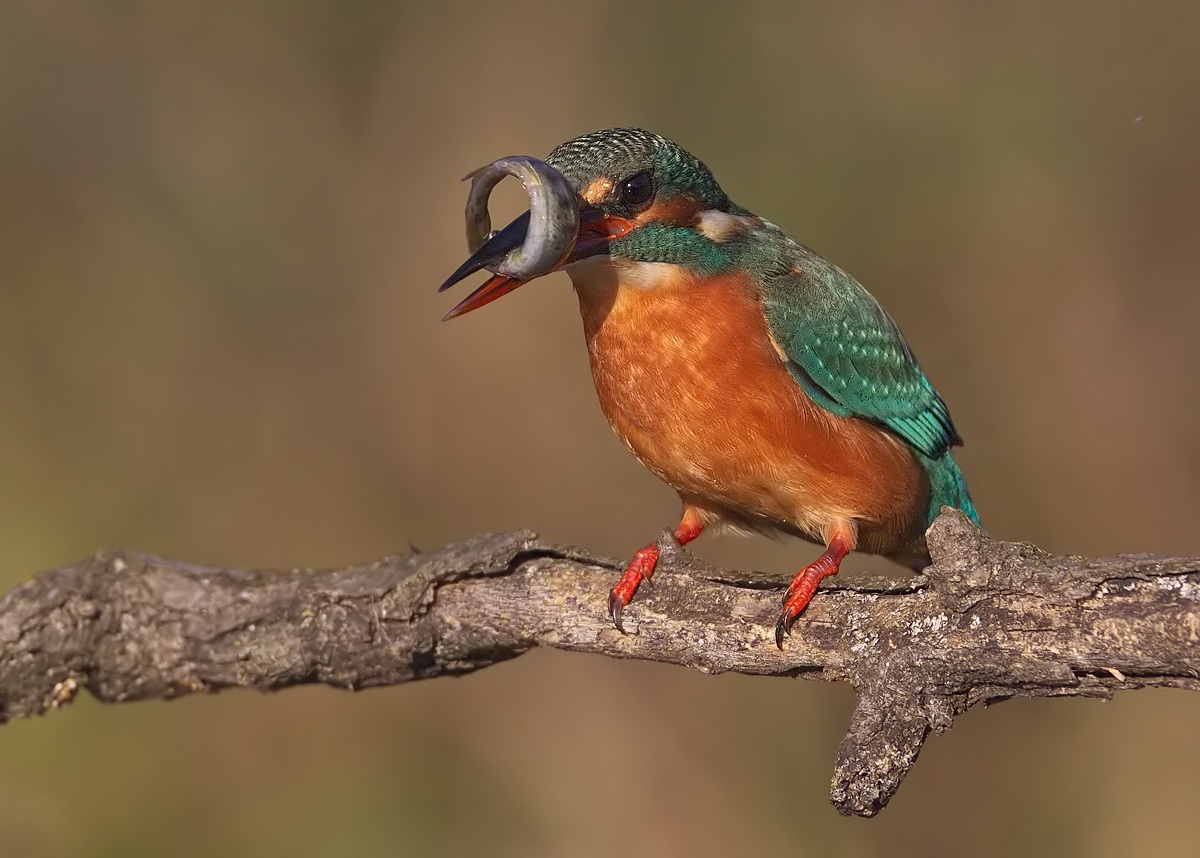 kingfisher