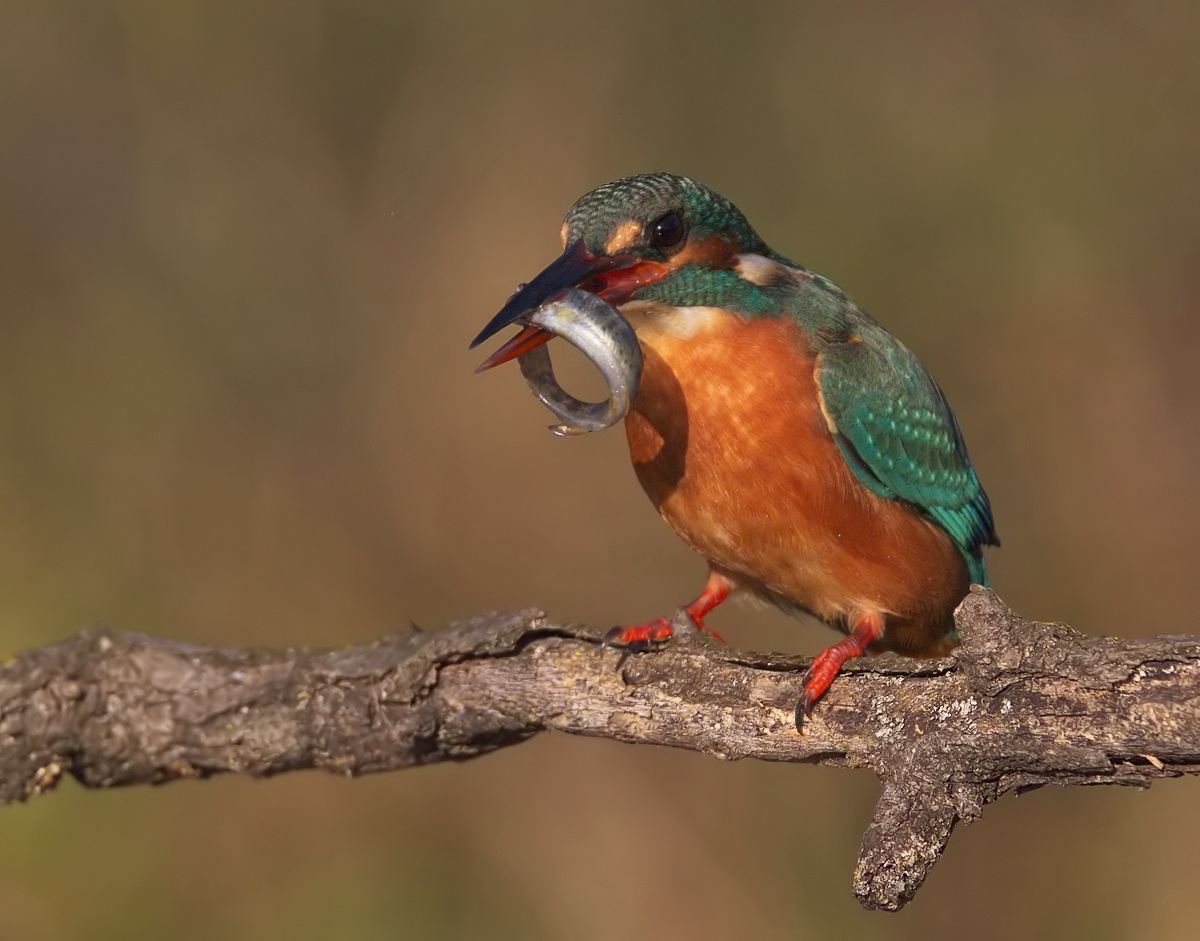 kingfisher