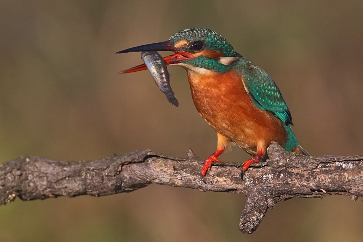 kingfisher