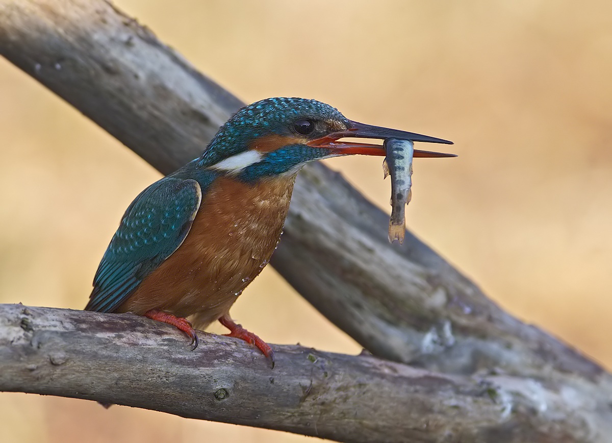 kingfisher