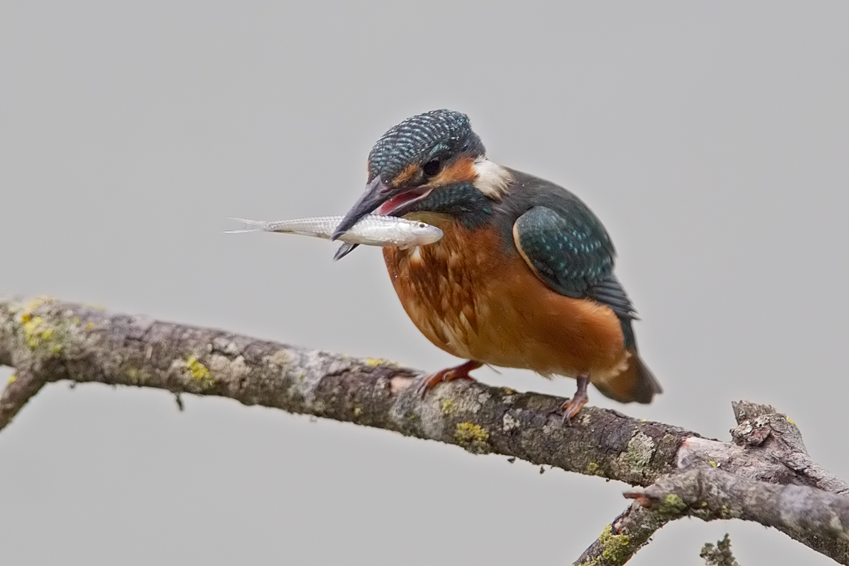 kingfisher