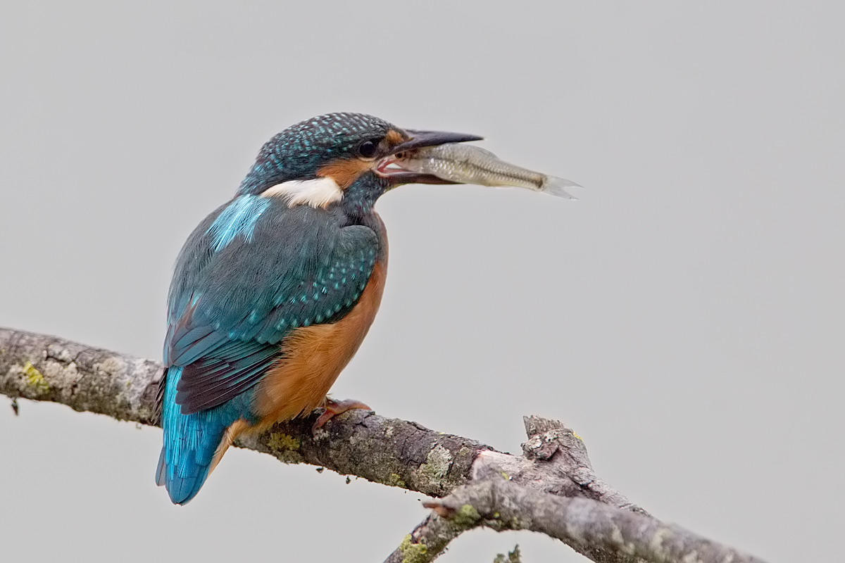 kingfisher