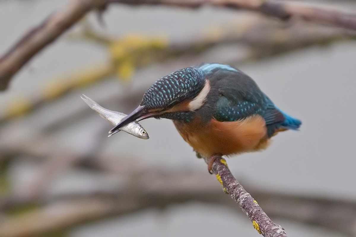 kingfisher