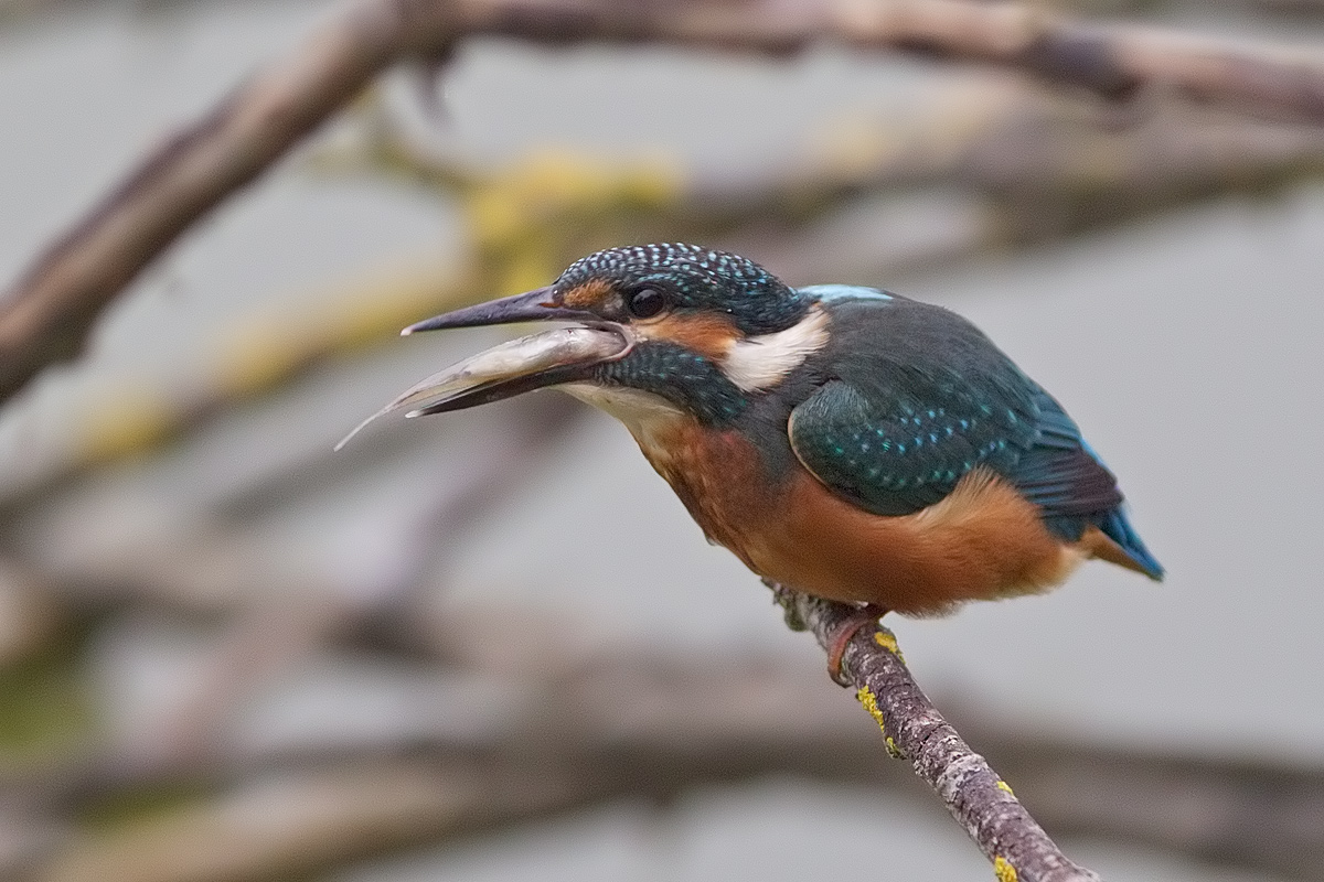 kingfisher