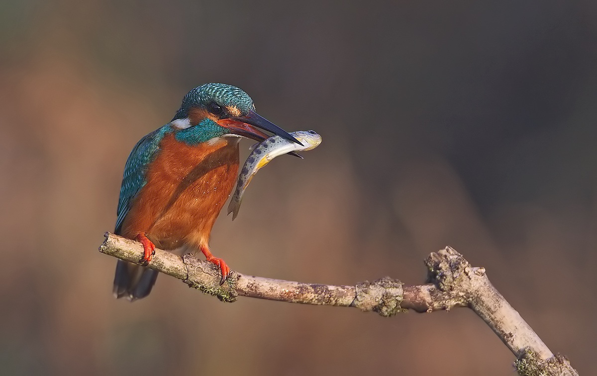 kingfisher