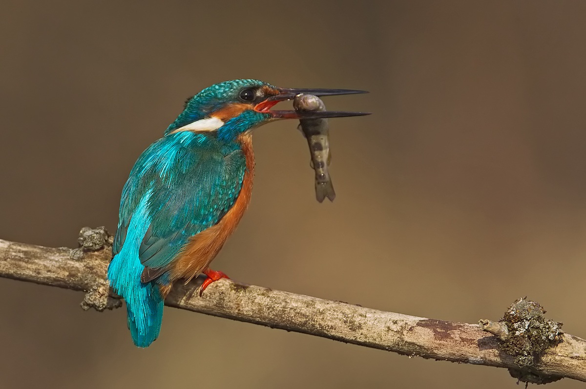 kingfisher