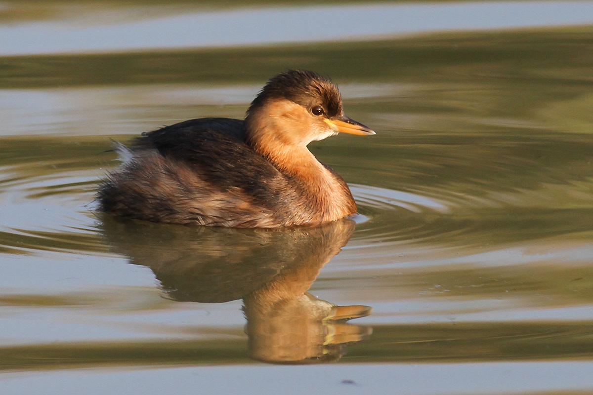 Little Grebe