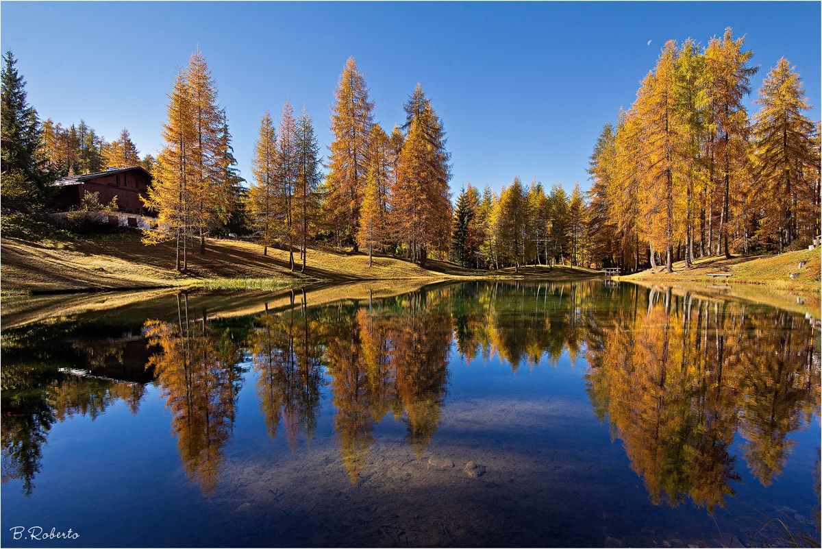 Fall through the larches