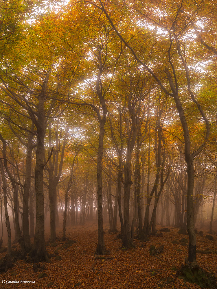 autunno nel bosco