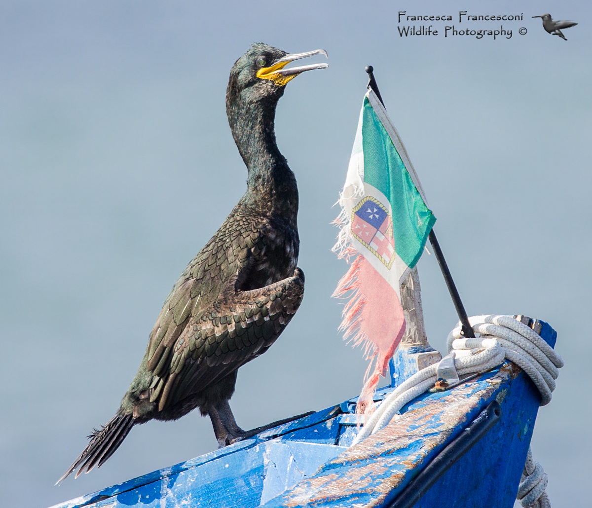 Marangone dal ciuffo