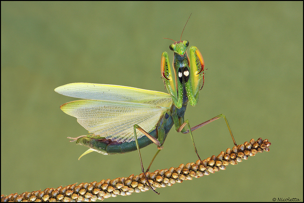 Praying Mantis defense
