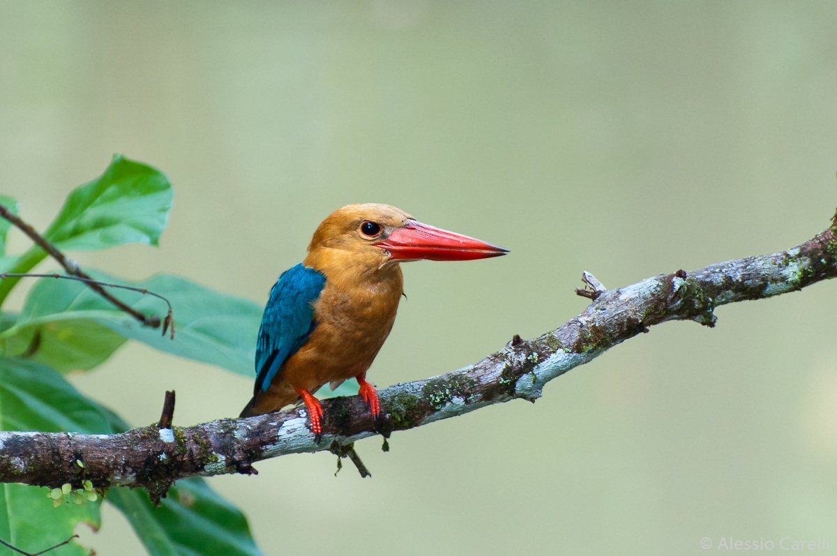 Stork-billed Kingfisher - Borneo