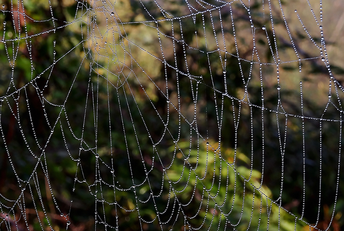 ...la tela al mattino