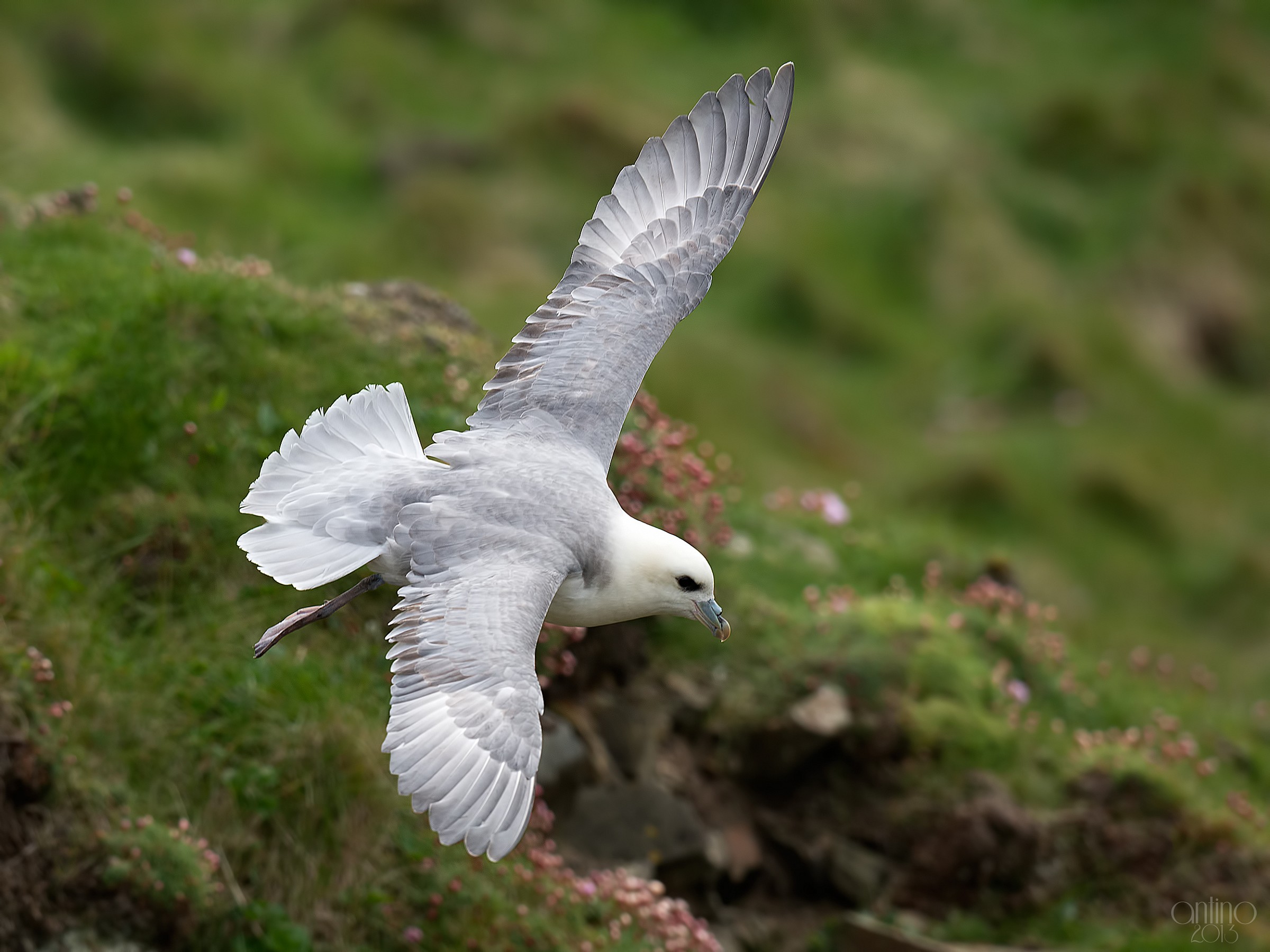 Fulmar