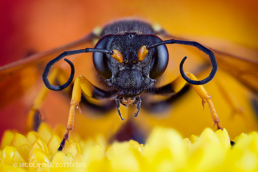 Sceliphron caementarium (Drury, 1773) - Sphecidae