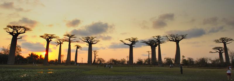 Baobab Avenue