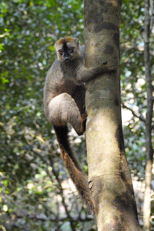 Brown Lemur