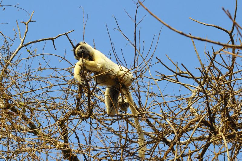 White Lemur - Sifaka