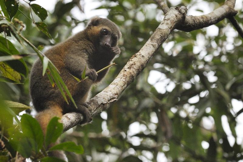 Bamboo Lemur