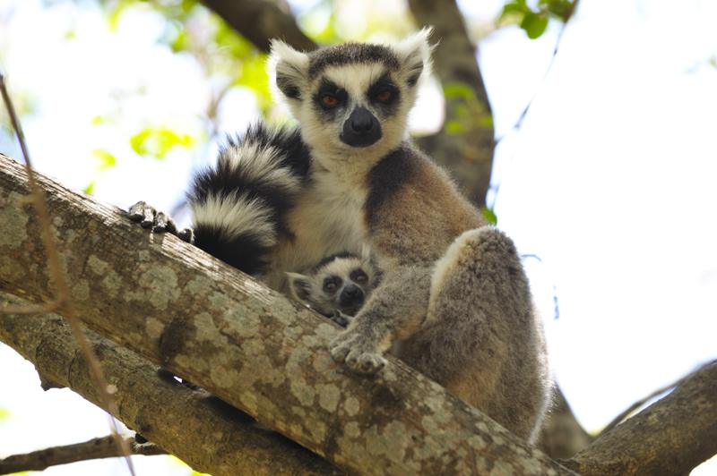 Ring Tailed Lemur