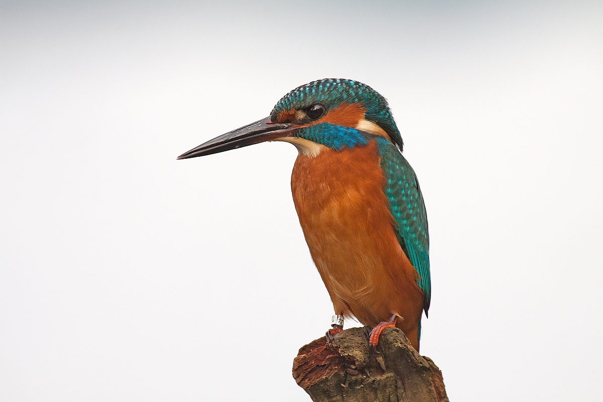 Martin has always martino ...