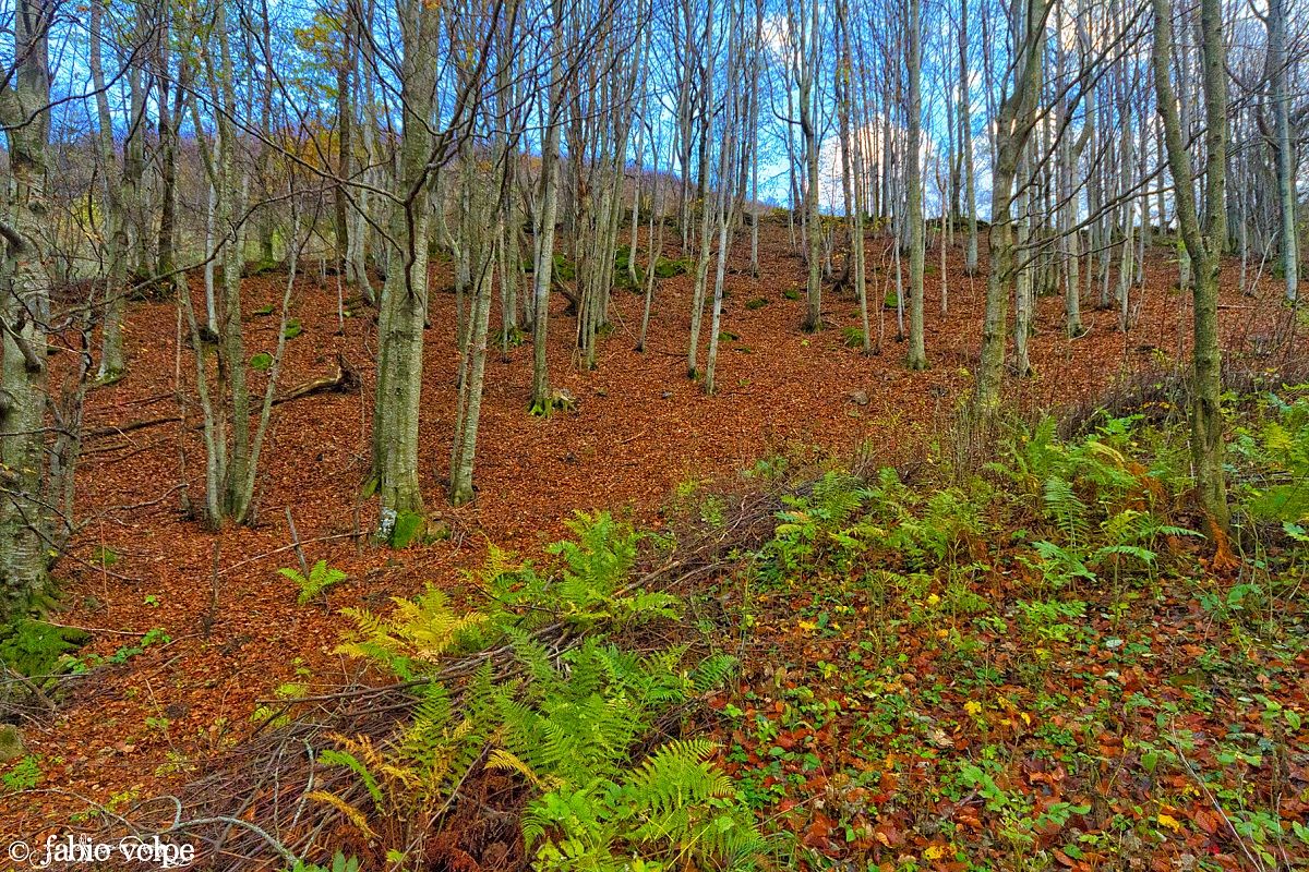 The colors of autumn