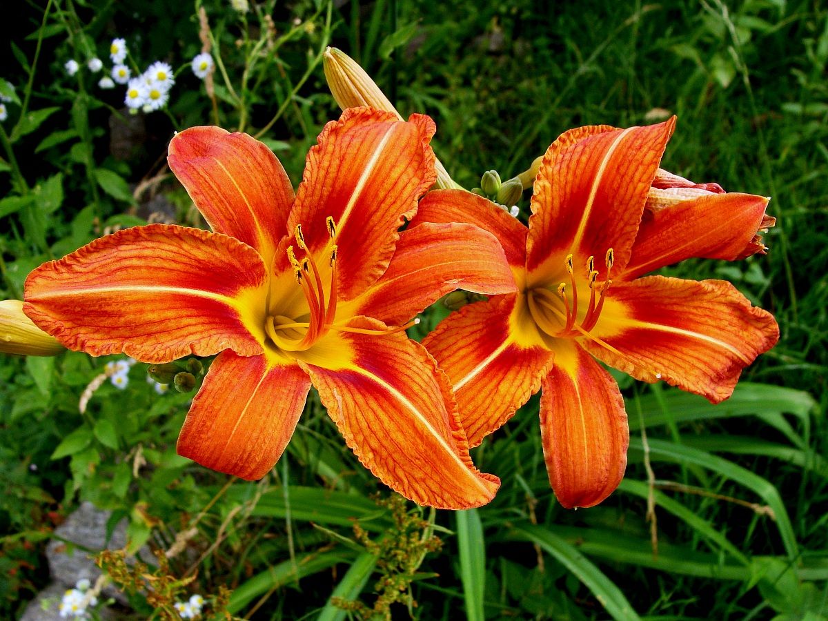 Lilium arancione